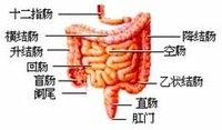 * e 降结肠描述:上自脾曲与横结肠相接,下在髂嵴水平与乙状结肠相连