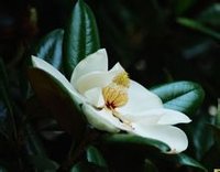 广玉兰 广玉兰