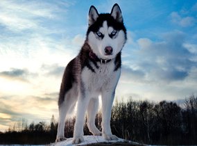 西伯利亚雪橇犬_360百科