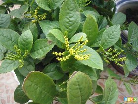 病毒鉴别寄主图谱分享_病毒鉴别寄主图谱图片