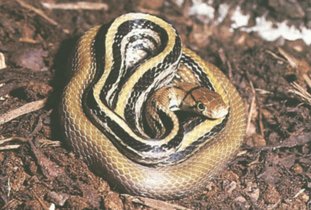 三索锦蛇背面灰色或黄褐色