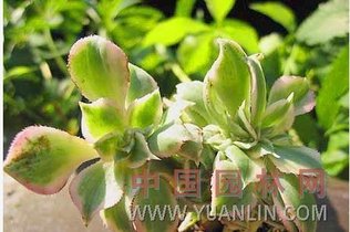 叶缘有睫毛状细锯齿图片