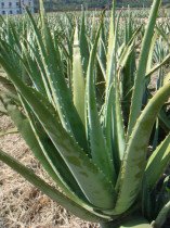 库拉索芦荟也可作家庭盆栽品种