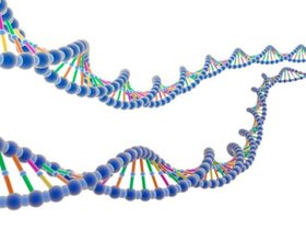 基因的特点_人类结构基因的特点_基因有哪些特征