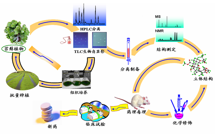 蔡孟深