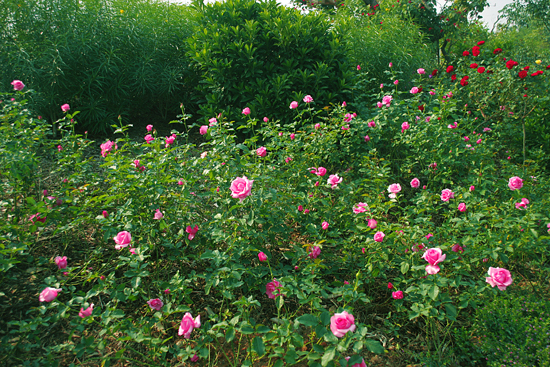 保加利亚玫瑰手霜哪里买卖比较好的 手霜套装