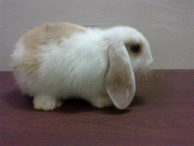 非标准型(中国)荷兰垂耳兔