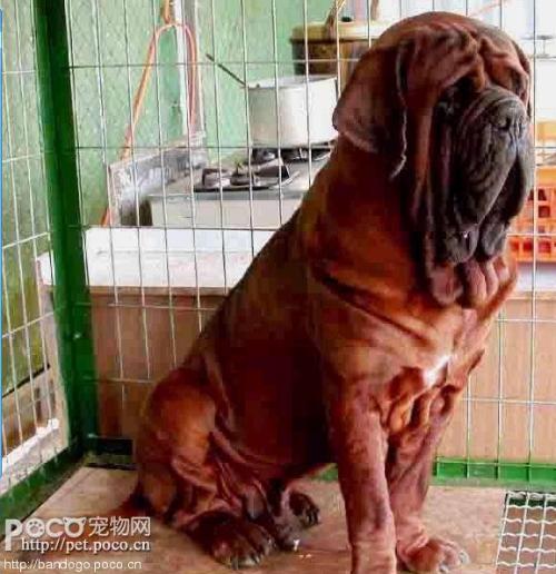 波尔多犬_360百科