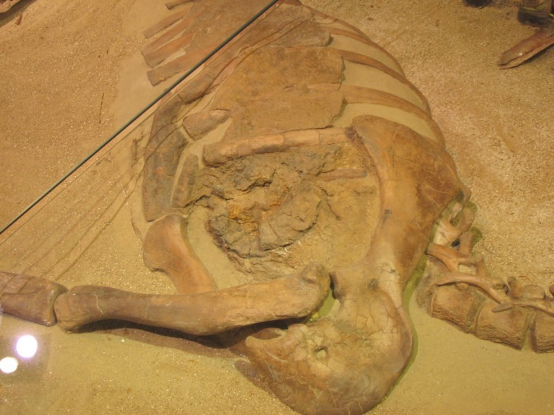 尸体保存环境;奇异龙的骨骸较为完整显示它们