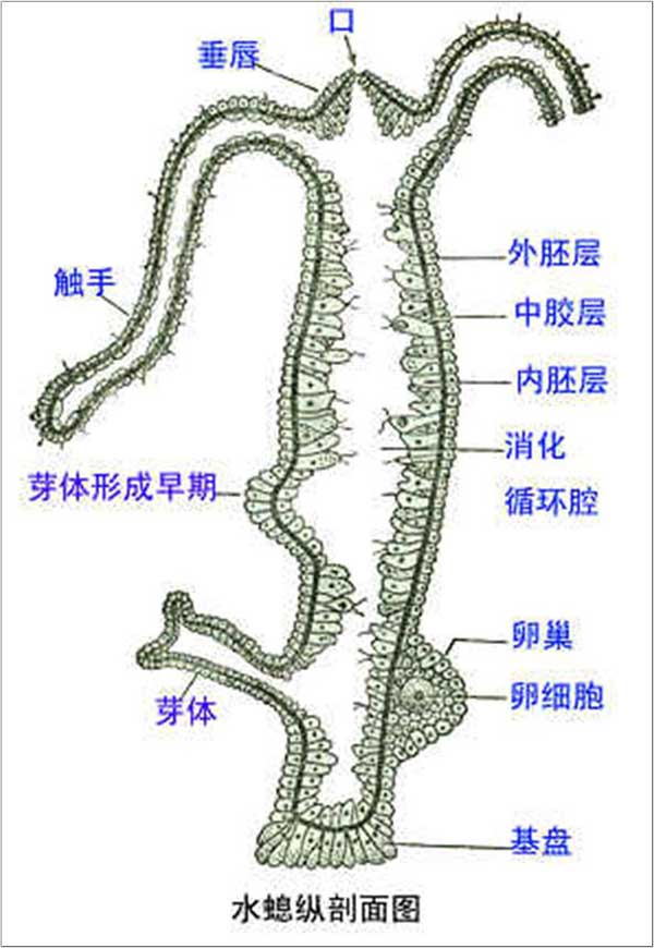 水螅_360百科