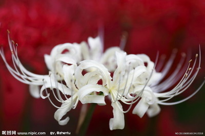 白色彼岸花-曼珠沙华_简笔画图片大全