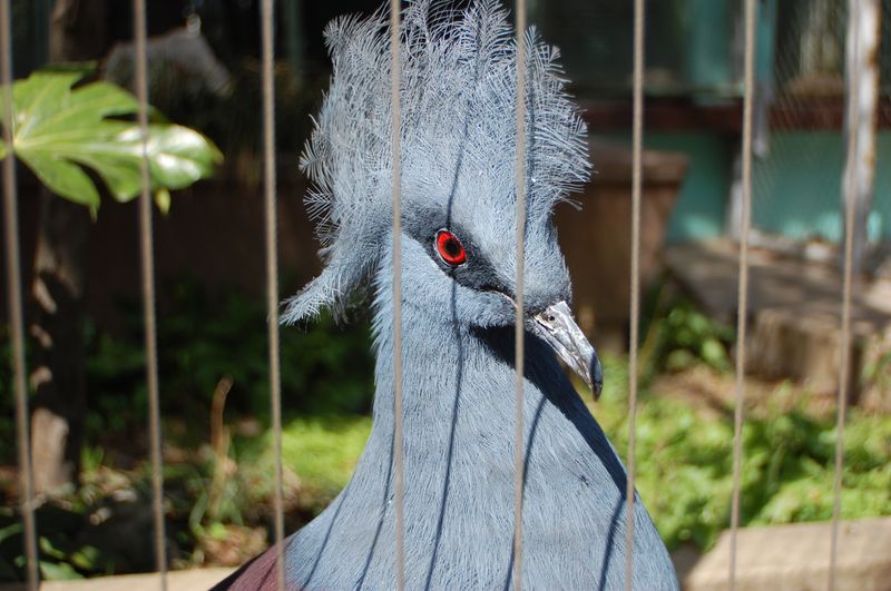 蓝凤冠鸠是鸠鸽类中最漂亮的成员