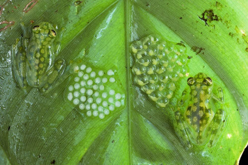 青蛙卵排在<em>叶子</em>上