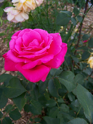 t018ec0239dd301a0bd.jpg