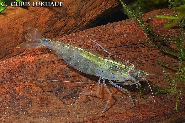 珍珠虾,+大和藻虾