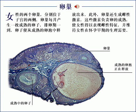 <em>女性</em>促<em>甲状腺激素偏高</em> - <em>女性</em>促<em>甲状腺激素偏高</em>