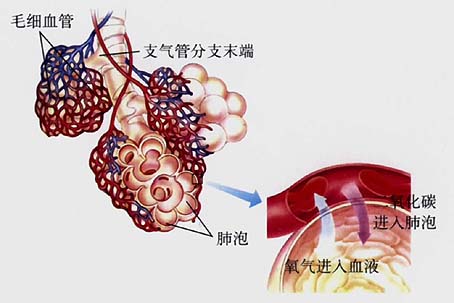 肺泡镜下图