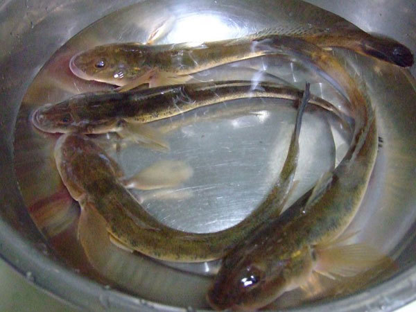 海鲶鱼:俗名郎巴鱼,扔巴鱼