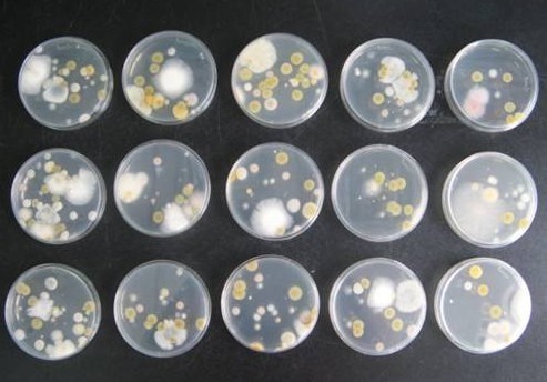 土壤微生物_360百科