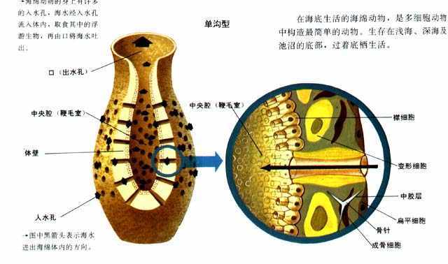 <em>海绵</em>动物体壁示意图