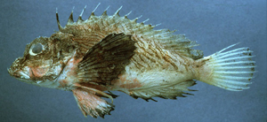 中文名:斑翅虎鲉斑翅虎鲉    科名:scorpaenidae    科中文名:鲉科