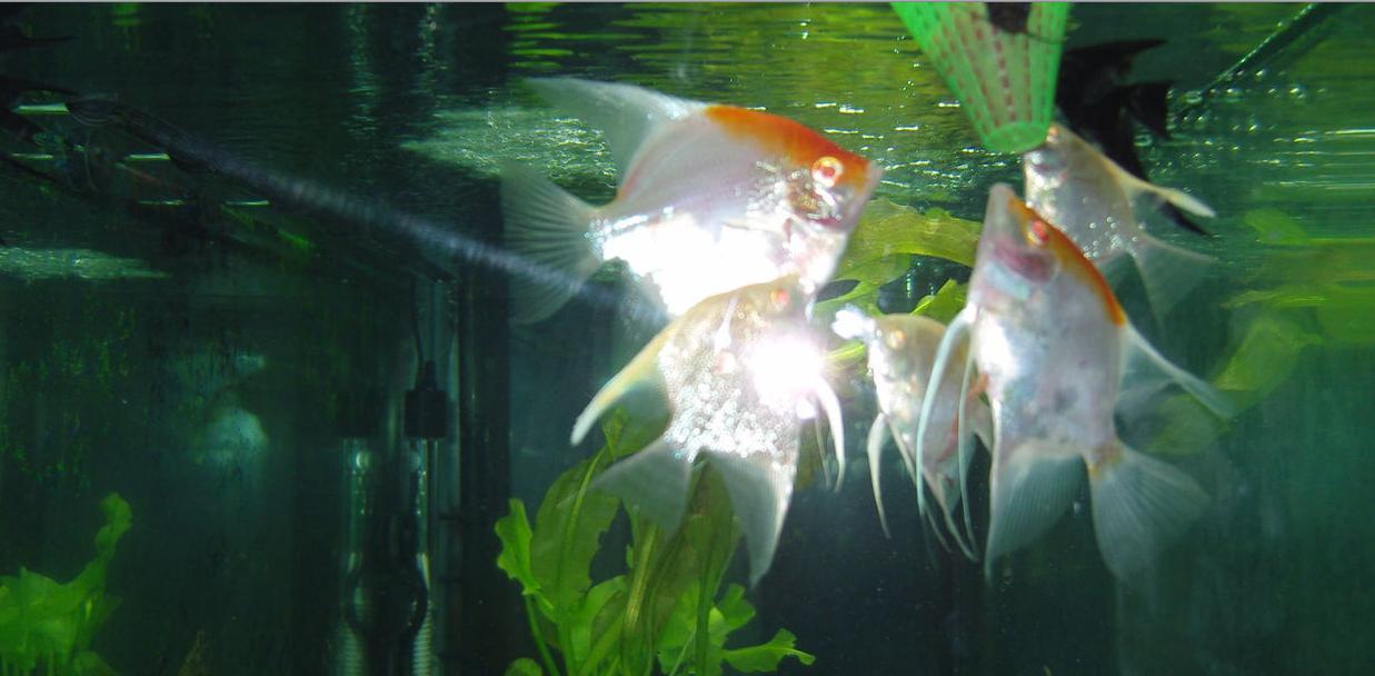 燕鱼产卵的时间一般都是在下午4-5点钟