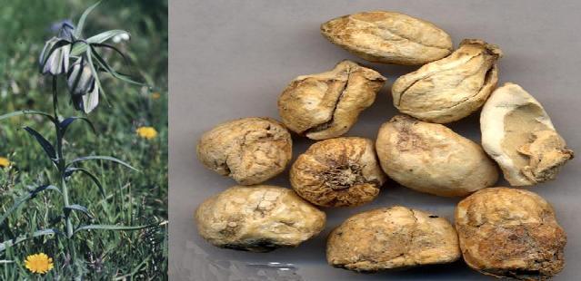 新疆贝母_360百科