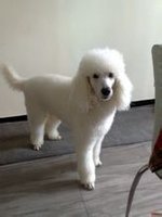 贵宾犬