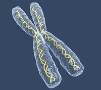 脆性x染色体综合征_360百科