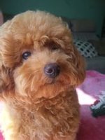 玩具贵宾犬
