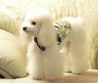 贵宾犬