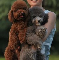 泰迪装的贵宾犬