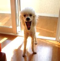 贵宾犬