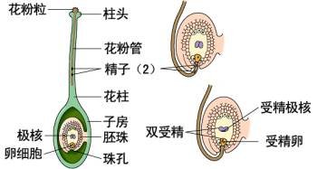 双受精_好搜百科