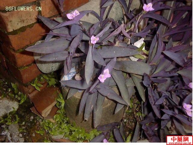 名称:紫叶鸭跖草
