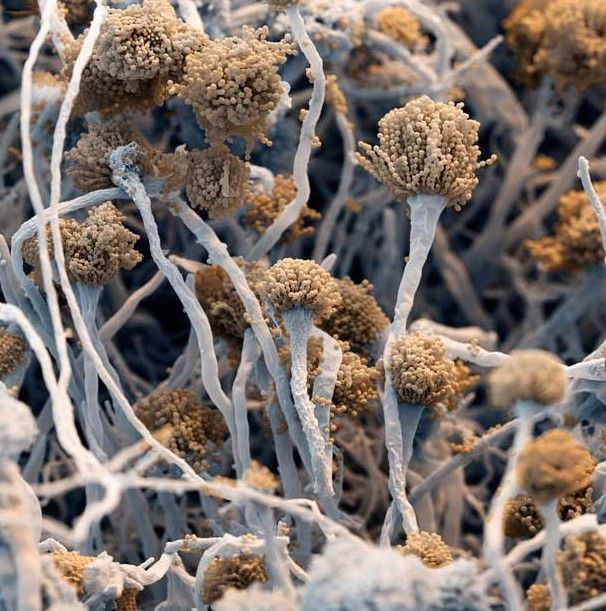 宇佐美曲霉木聚糖酶基因xynⅡ在不同毕赤酵母中的分泌表达