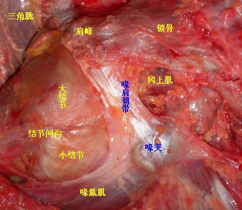 人体解剖学常见名词解释