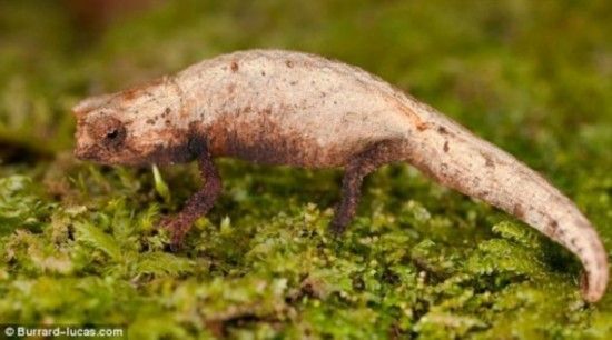 侏儒枯叶变色龙