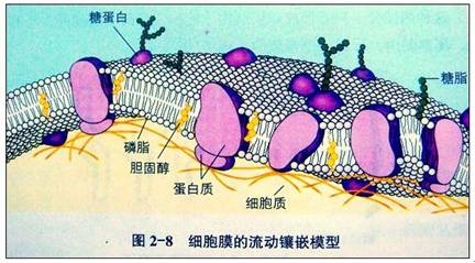 细胞膜流动镶嵌模型图图片