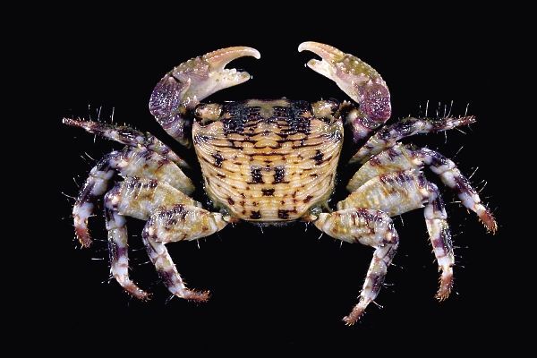 (图)褶痕厚纹蟹