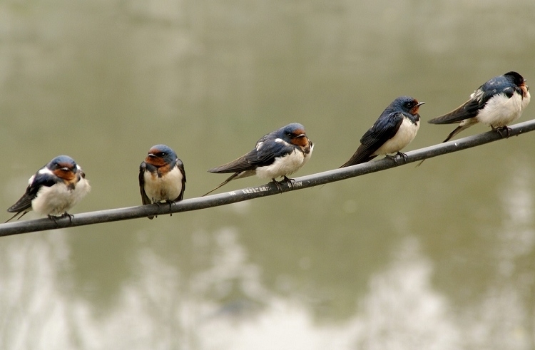 燕子-席慕容散文作品