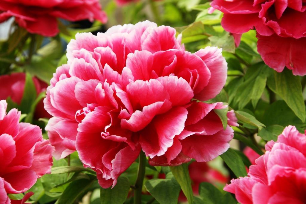 中文学名:牡丹   中文别名:鼠姑,鹿韭,白茸,木芍药,百雨金,花王