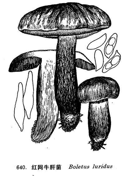 红网牛肝菌