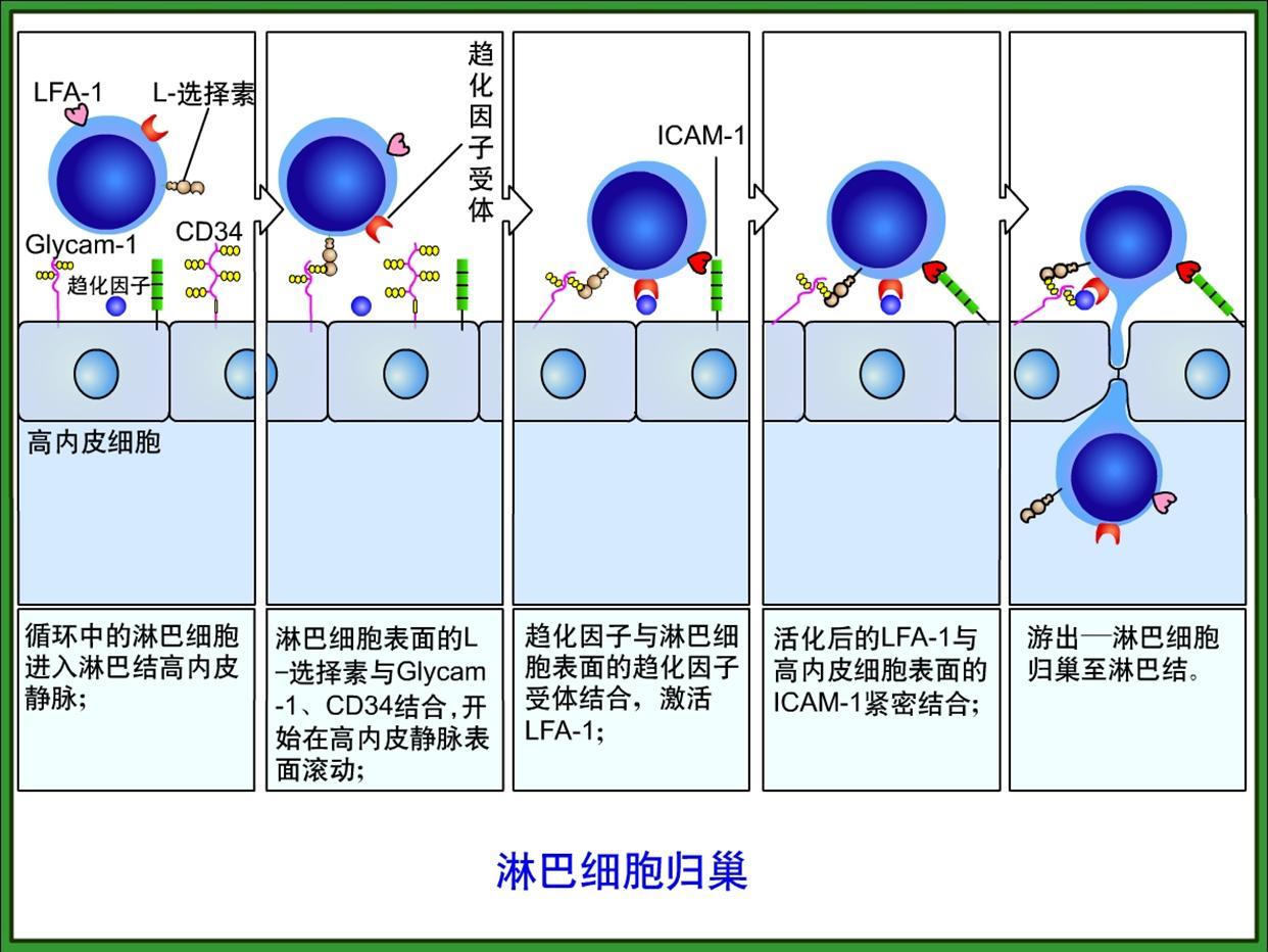 黏附分子_好搜百科