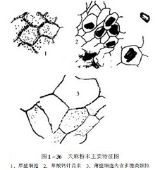 天麻粉末显微图手绘图片