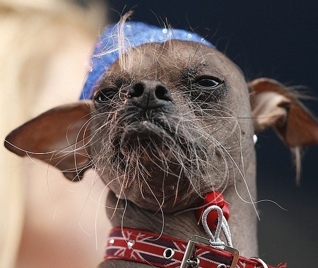 世界上最丑的狗图片图片