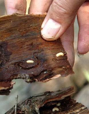 松材线虫病是松树的一种毁灭性病害,导致树木死亡速度快,传播蔓延