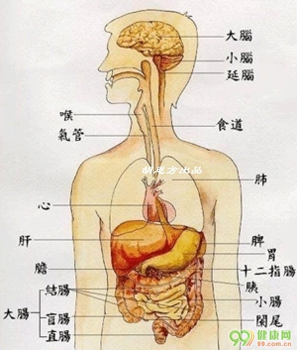 人体器官