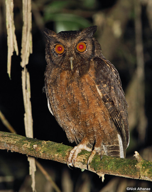 茶腹鸣角鸮(tawny-bellied screech-owl )