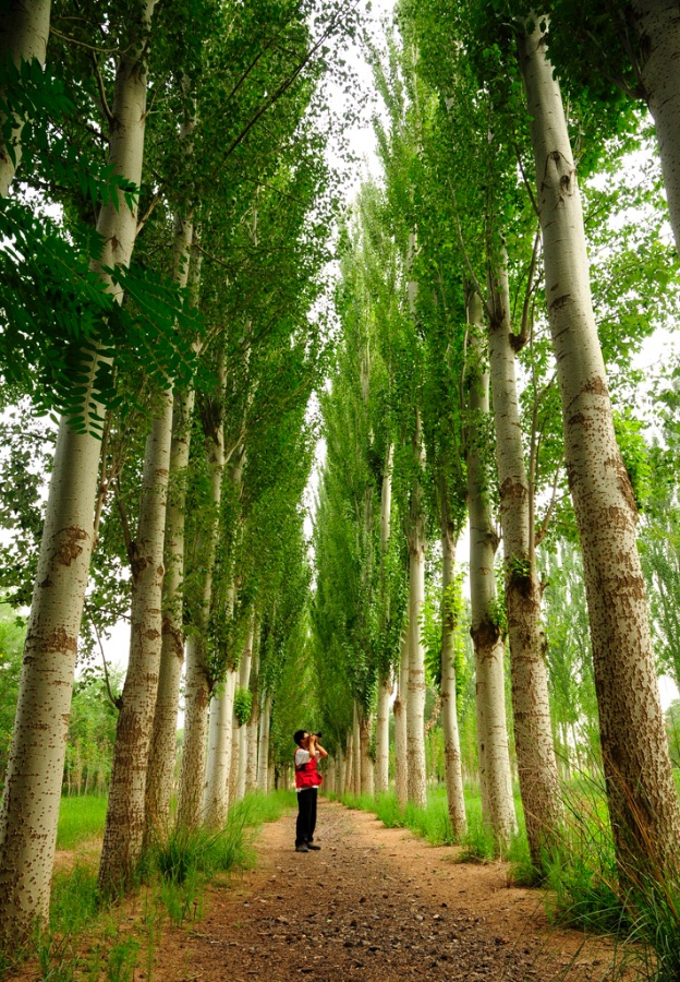 白杨_360百科